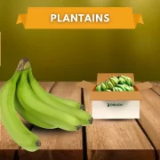 Plantains